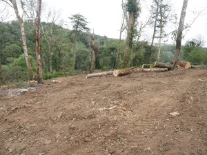 Ross has cleared about an acre