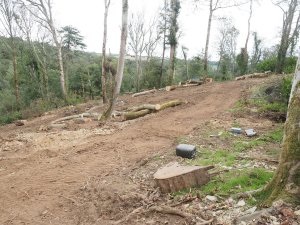 Ross has cleared about an acre