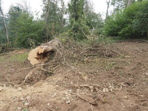 Ross has cleared about an acre