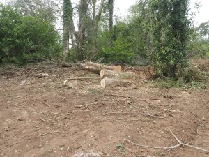 Ross has cleared about an acre