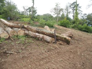 Ross has cleared about an acre