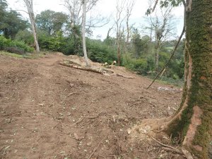 Ross has cleared about an acre