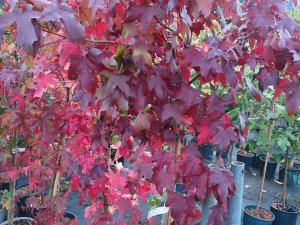 Liquidambar styraciflua