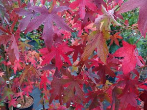 Liquidambar styraciflua ‘Worplesdon’