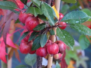 Malus ‘Evelyn’