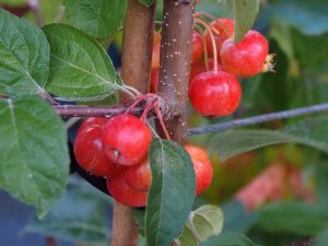 Malus ‘Everste’