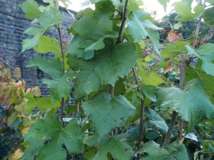 Morus nigra ‘King James’