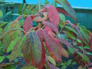 Oxydendron arboreum