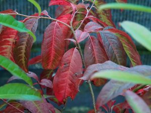Oxydendron arboreum