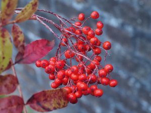 Sorbus commixta ‘Embley’