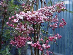 Sorbus pseudovilmorinii