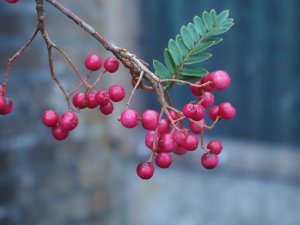 Sorbus vilmorinii