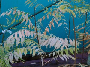 Toona sinensis