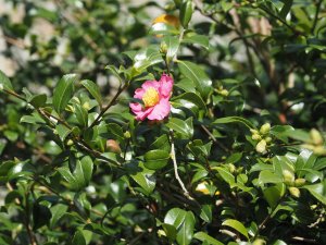 fifth (and always the last to flower) ancient Camellia sasanqua