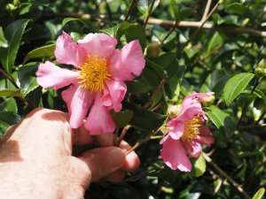 fifth (and always the last to flower) ancient Camellia sasanqua