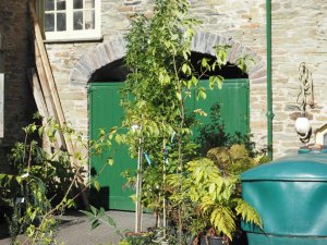 Plants for planting