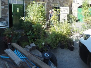 Plants for planting