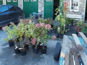 Hydrangeas for planting