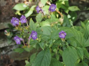 Strobilanthes rankanensis