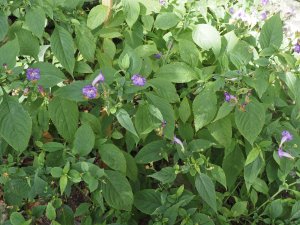 Strobilanthes rankanensis