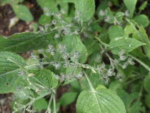Strobilanthes wallichii