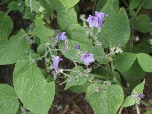 Strobilanthes wallichii