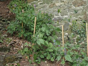 Strobilanthes – S. rankanensis, S. wallichii and S. flexicaulis