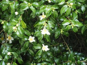 ancient Camellia sasanqua