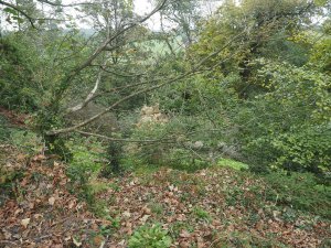 windblown Abies