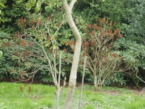 dead rhododendrons