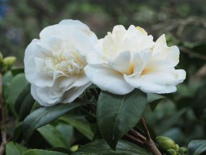 Camellia japonica ‘Nobilissima’
