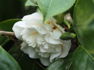 Camellia japonica ‘Nobilissima’