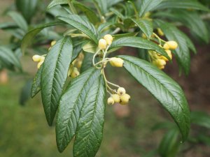 Cotoneaster ‘Exburiensis’