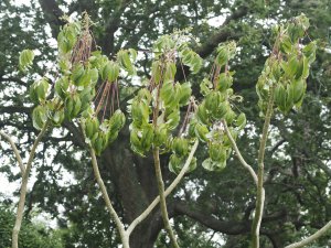 death for another large Schefflera