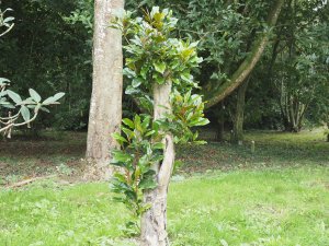 Magnolia grandiflora ‘Kay Paris’