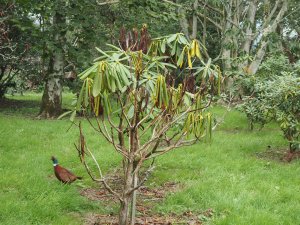 Rhododendron calophytums now dead