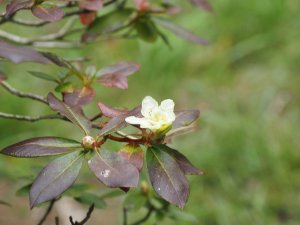 Rhododendron ‘Chink’