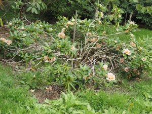 Rhododendron ‘Norfolk Candy’