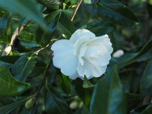 Camellia sasanqua ‘Early Pearly’