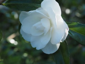 Camellia sasanqua ‘Early Pearly’