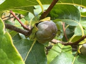 Diospyros lotus