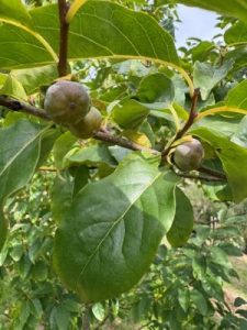Diospyros lotus