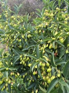 Euonymus carnosus (NMWJ 14515)