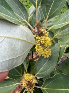 Neolitsea sericea ‘Silver Leaf’