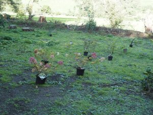 Replanting the Hurricane Goretti damage