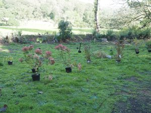 Replanting the Hurricane Goretti damage