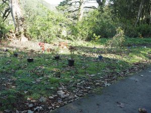 Replanting the Hurricane Goretti damage