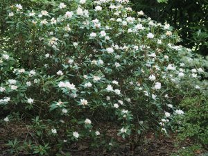 Rhododendron ‘Christmas Cheer’