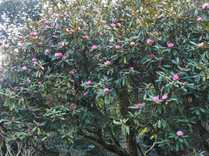 Rhododendron nobleanum
