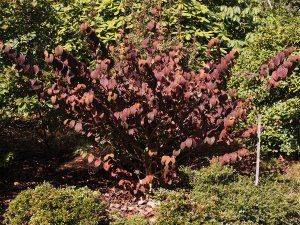 Viburnum plicatum ‘Opening Day’